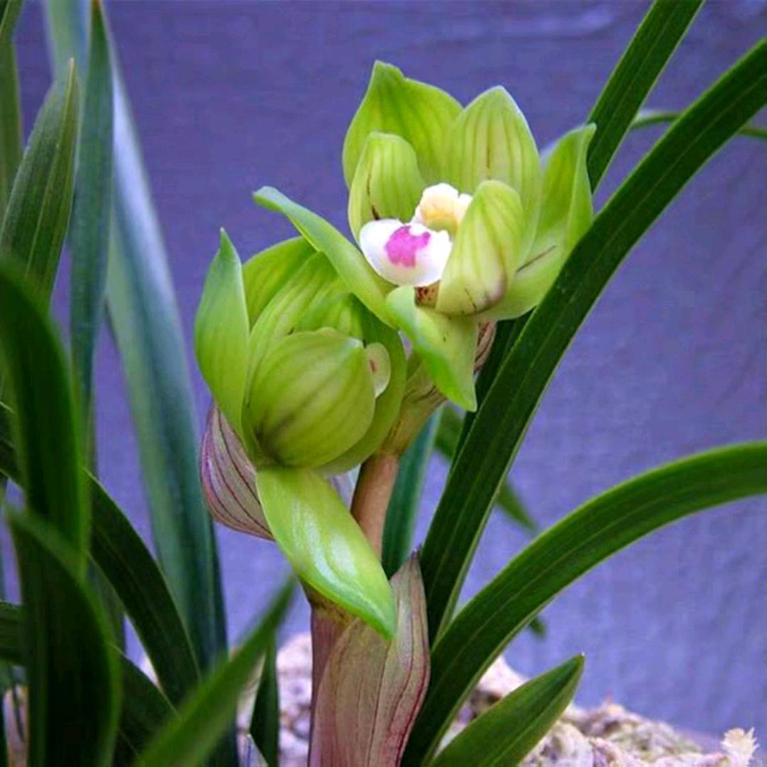 幽谷兰香（曾哥）