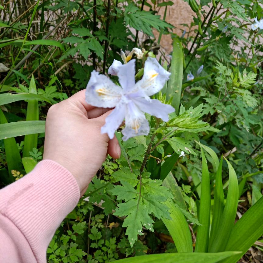 风一样的丫头