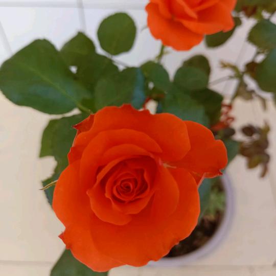 轻舞飞杨有赞必回