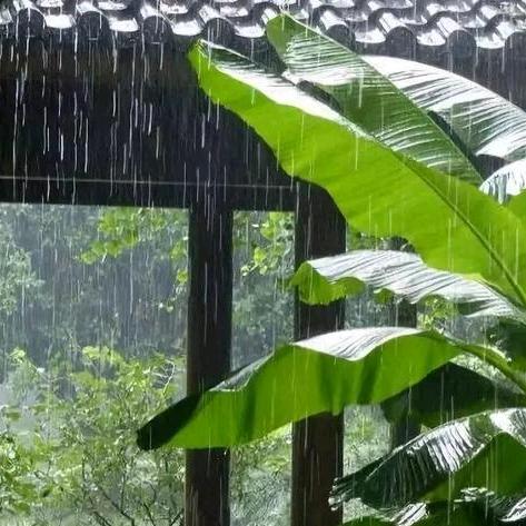 听雨🌧