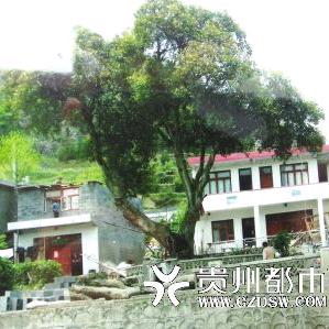 旺财龟