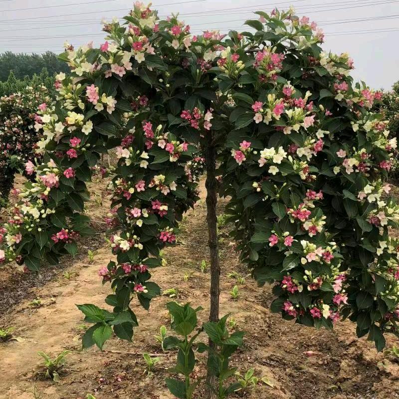 虞姬花乡