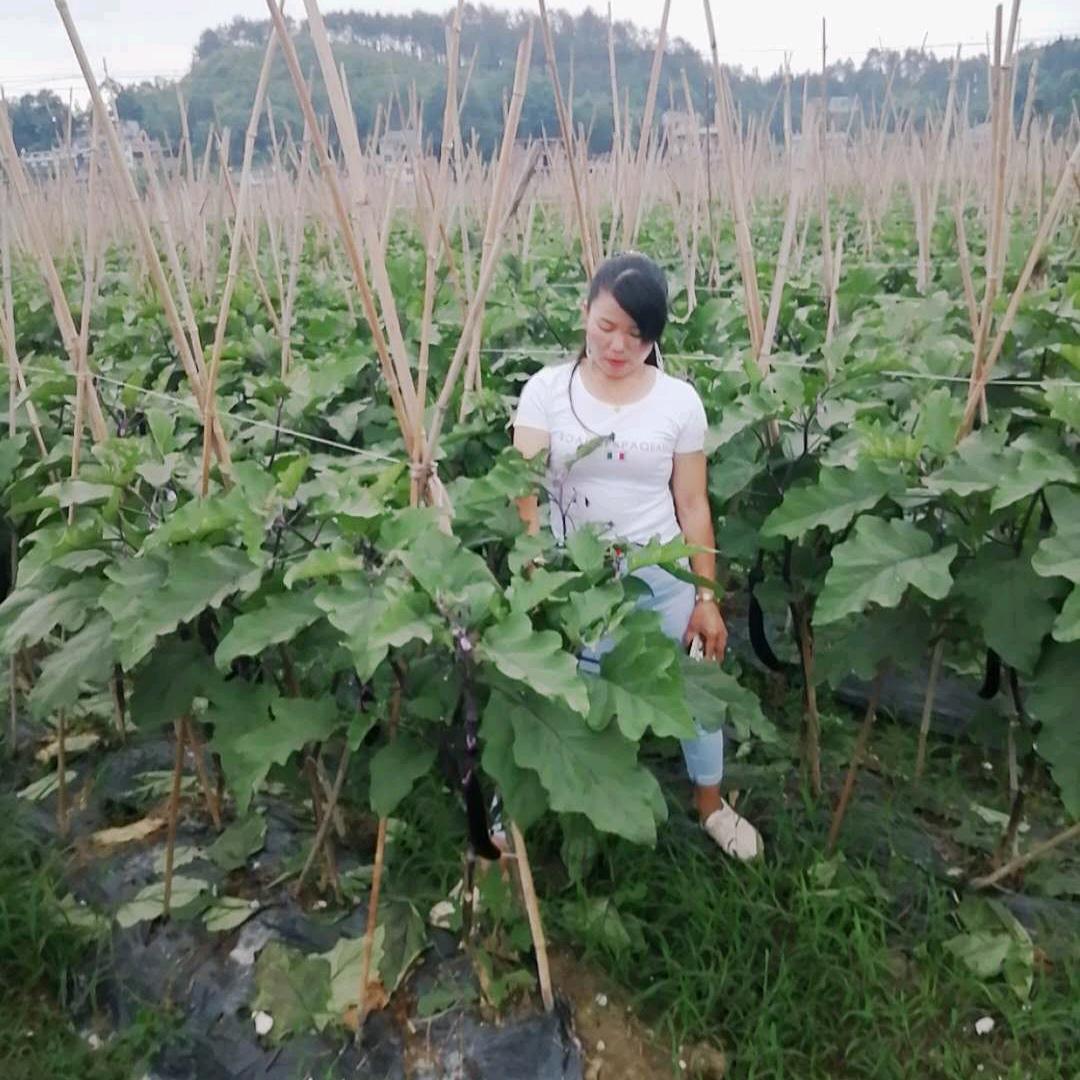 吴小倩