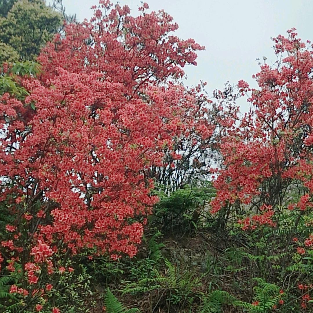 秋风落叶《赵》