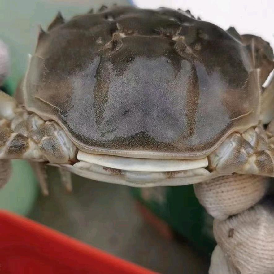 幸福人生沱湖螃蟹🦀养殖批发