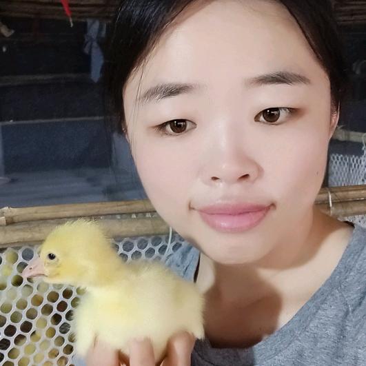 养种鹅的人