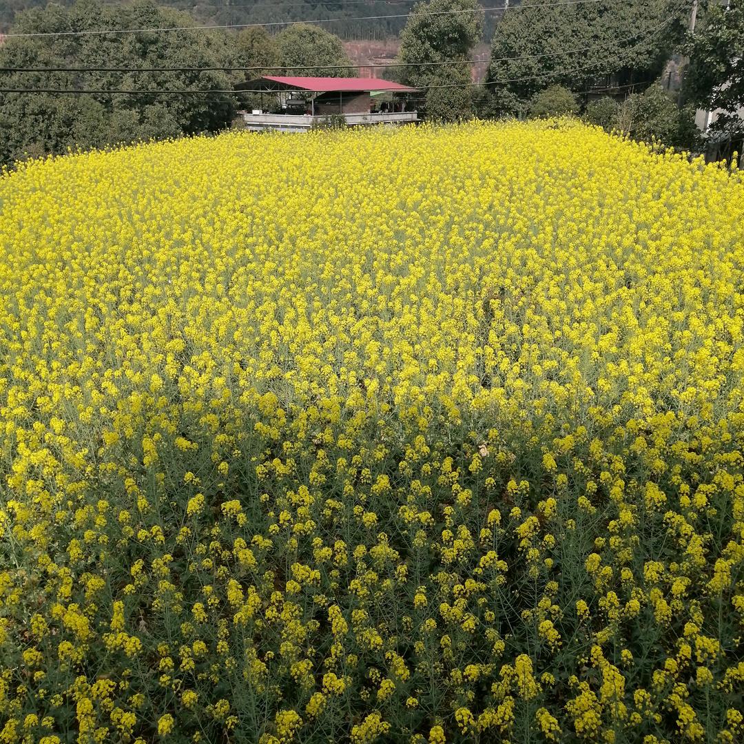 百合