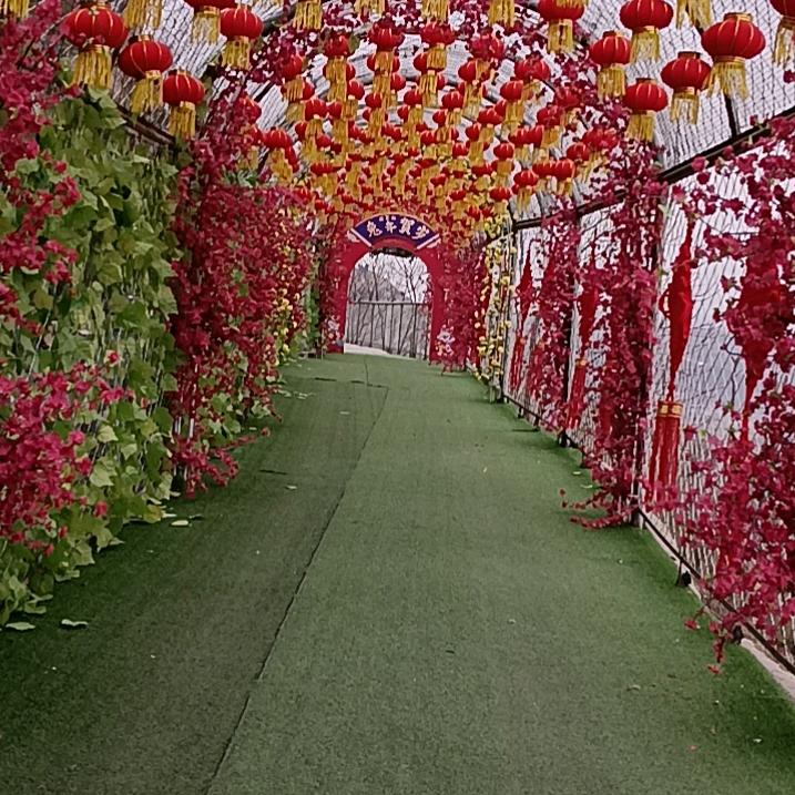 陈笨笨