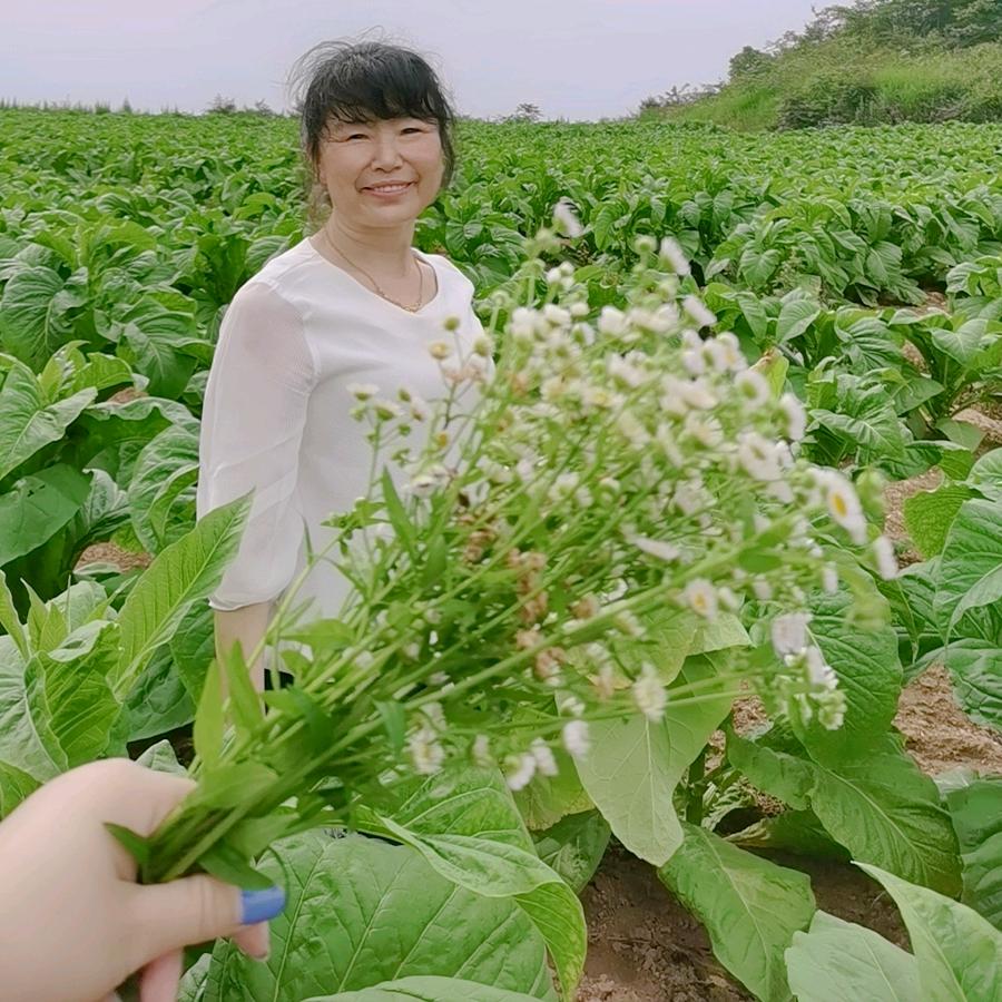 手心的蔷薇