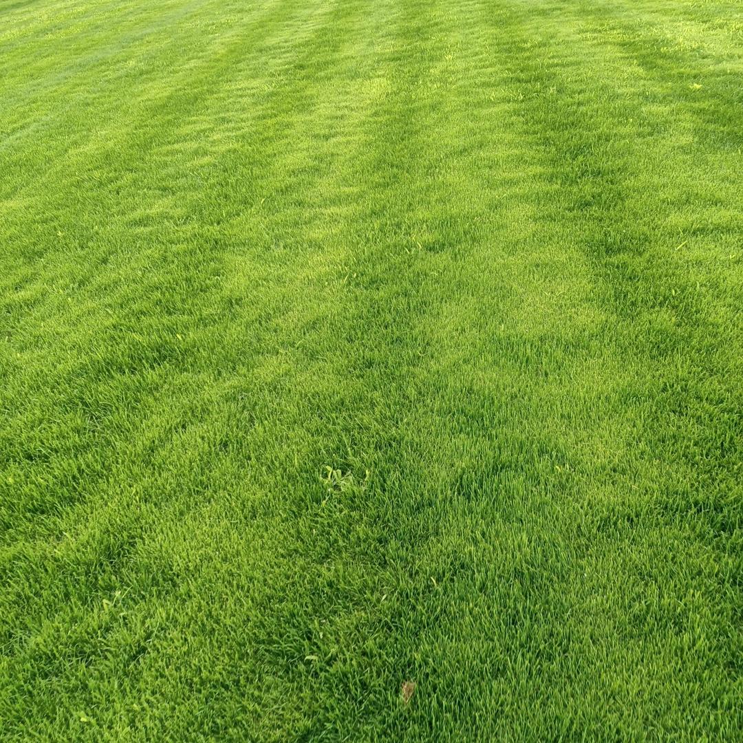 邓州绿洲草坪基地