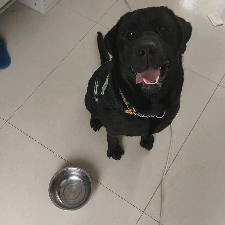 可乐和它的铲屎官