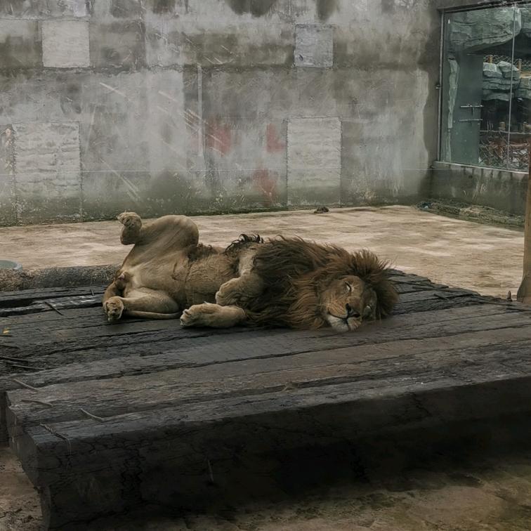 亲爱的头发不要抛弃我