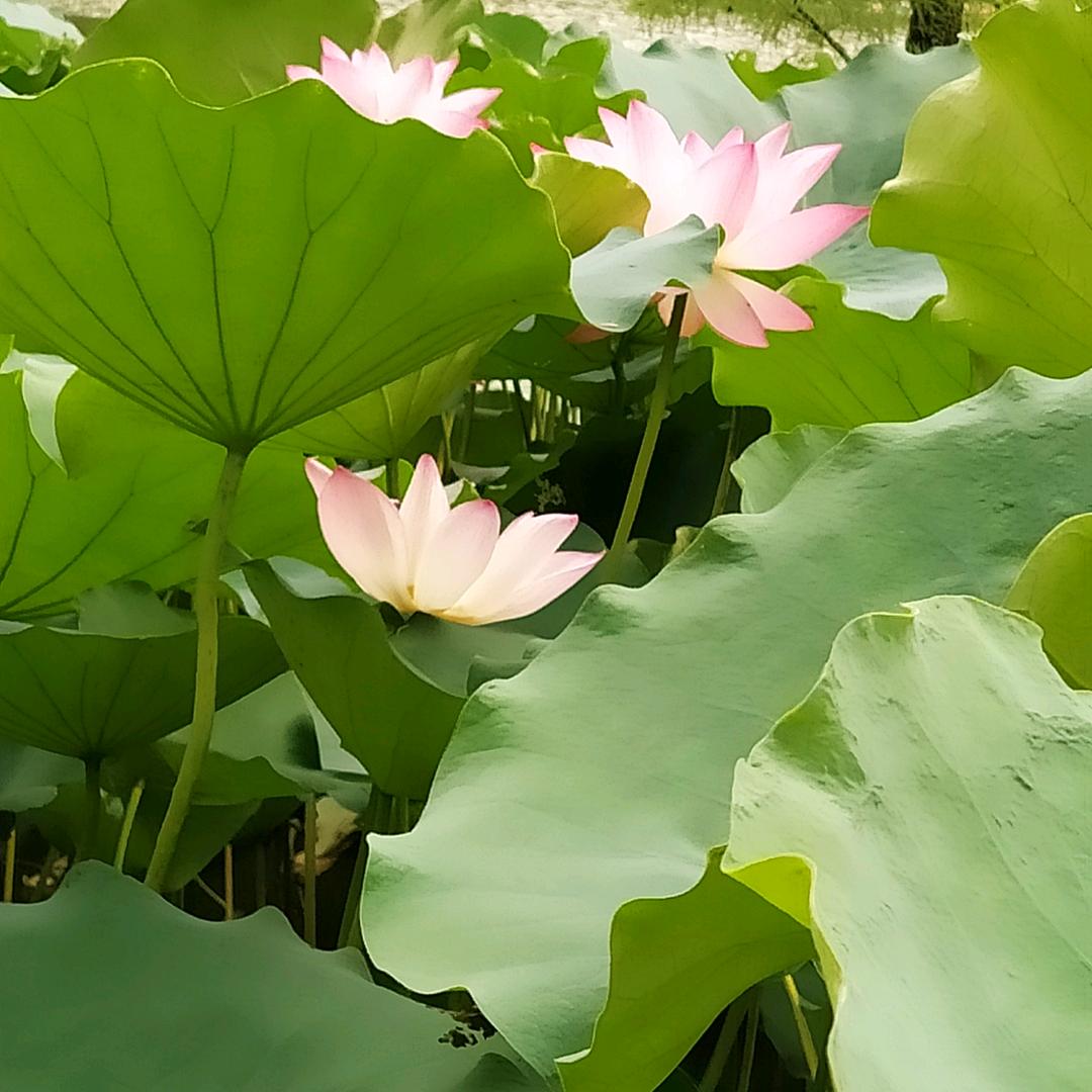 有点理想的小编