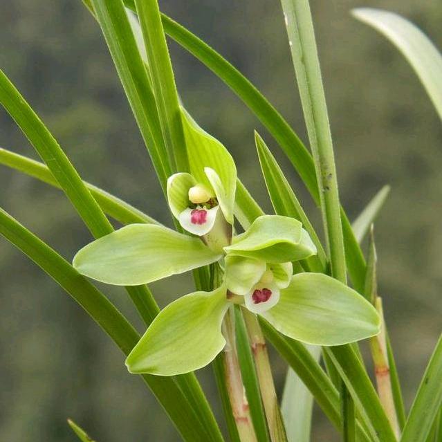 春暖兰芳