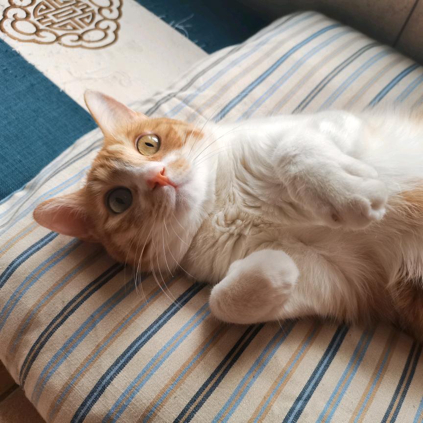猫猫和兔兔V5