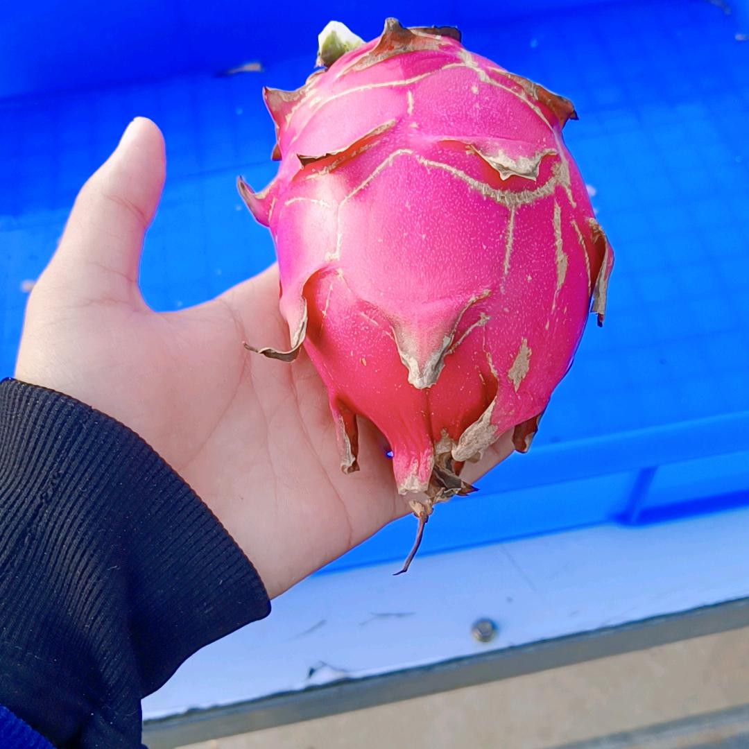 难蒡