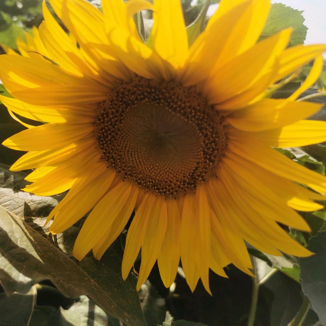 张姐姐的章鱼小丸子