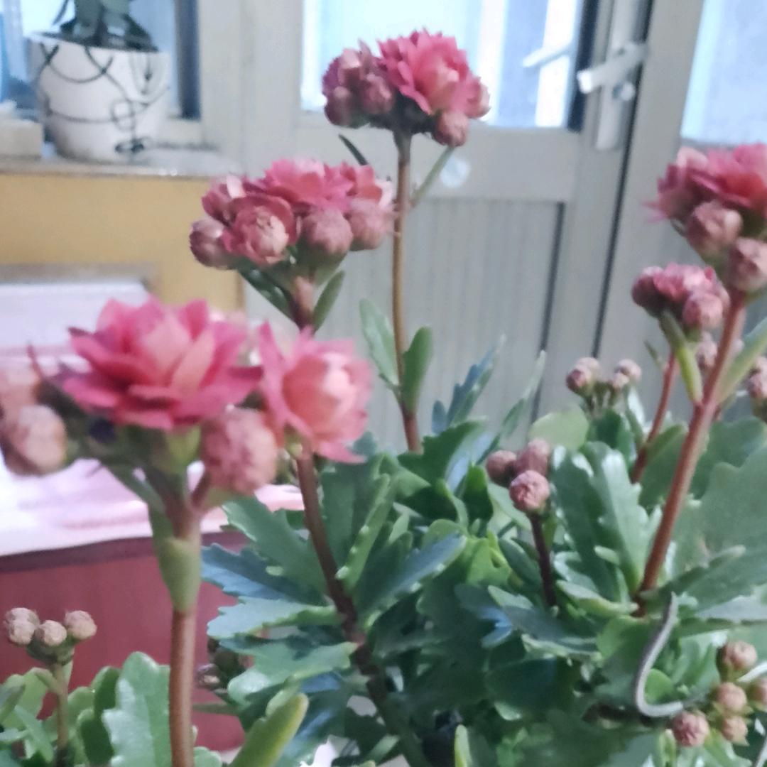 芬芳@