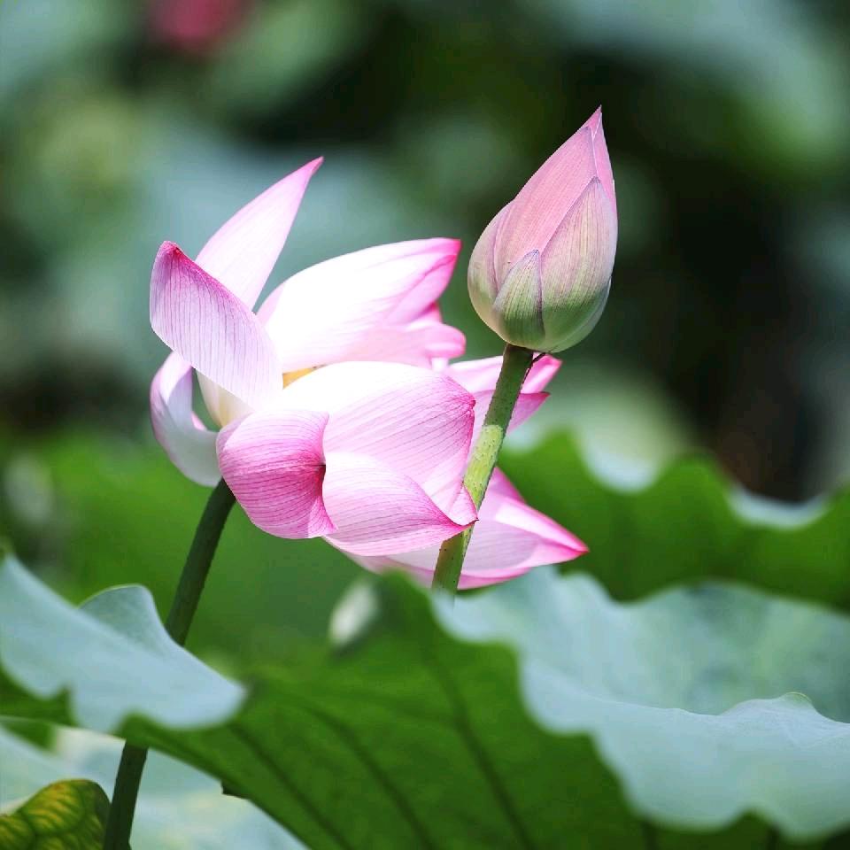 美好青春