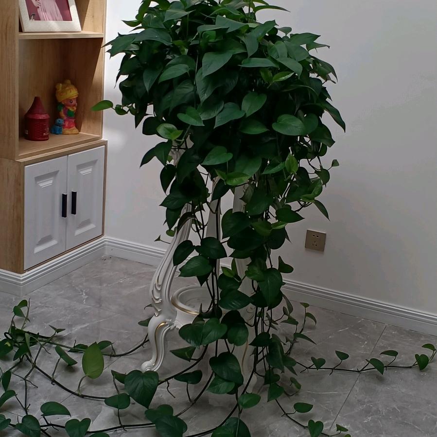 甘井子区花卉苗木市场百赞园艺店