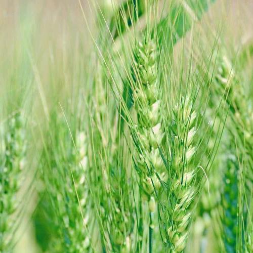 小麦