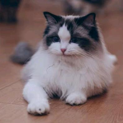 MILK CAT.猫咖