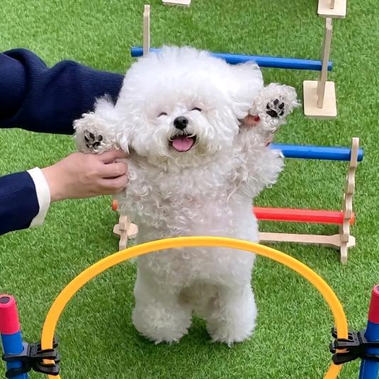 爱炫玉米的玉米