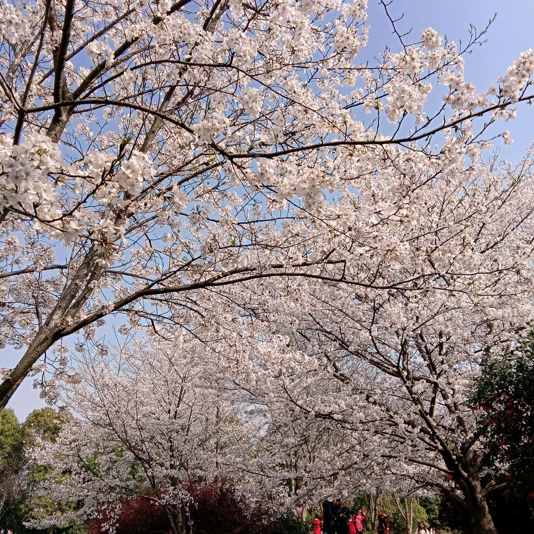 林花