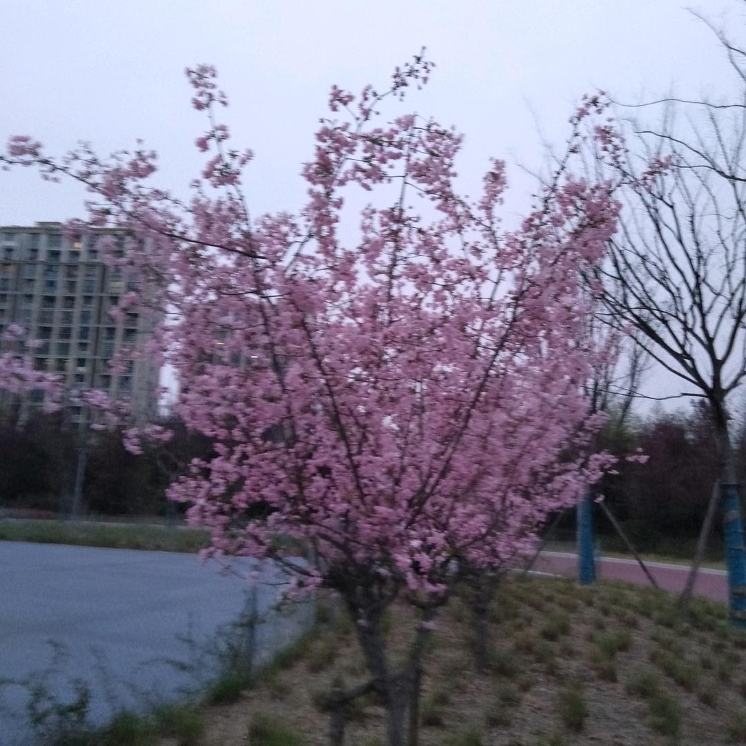 阿芬乙