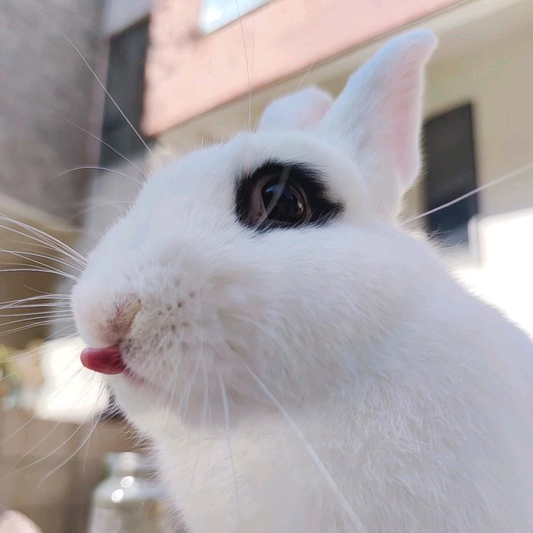 麻辣兔头