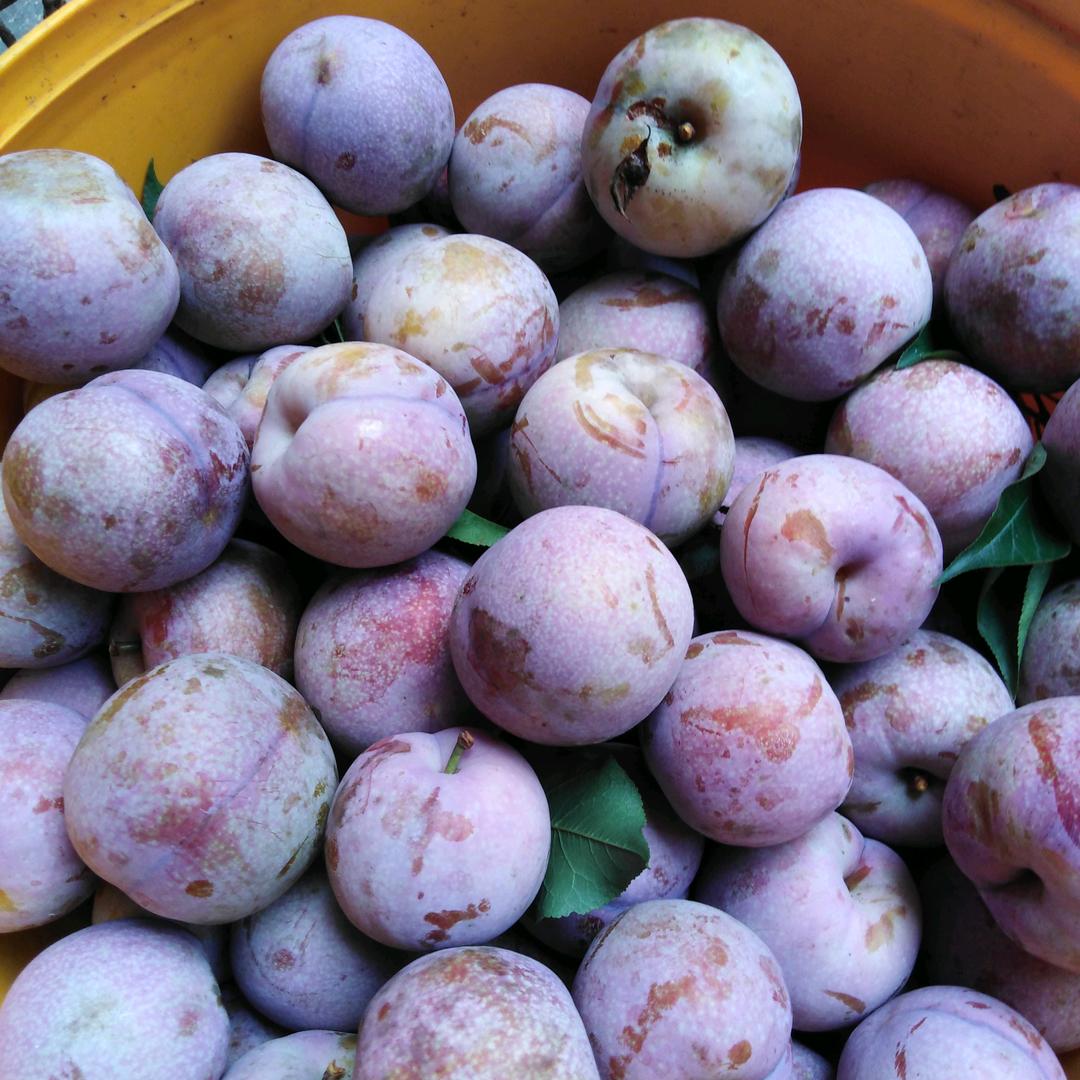 勇哥：不限时直播