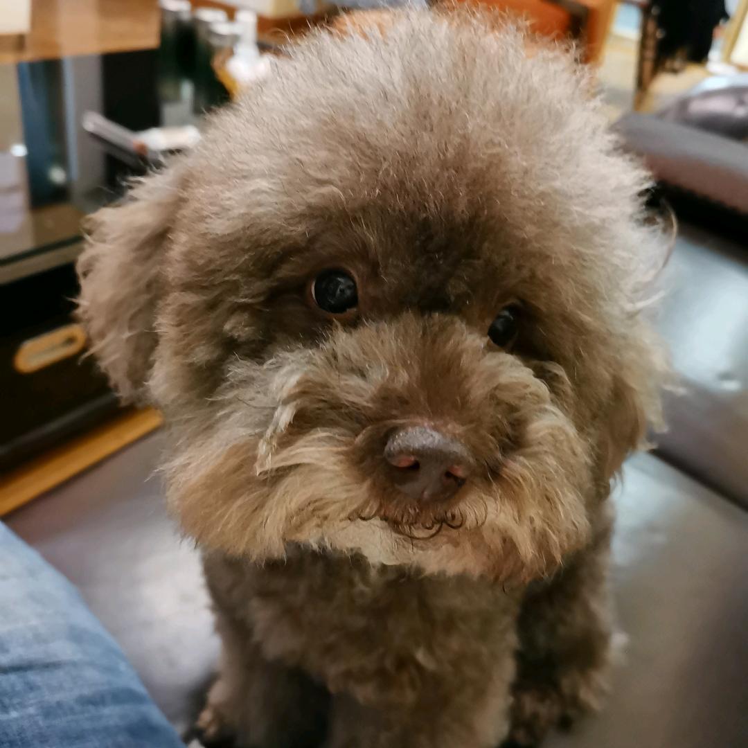 不会打麻将的金鼎