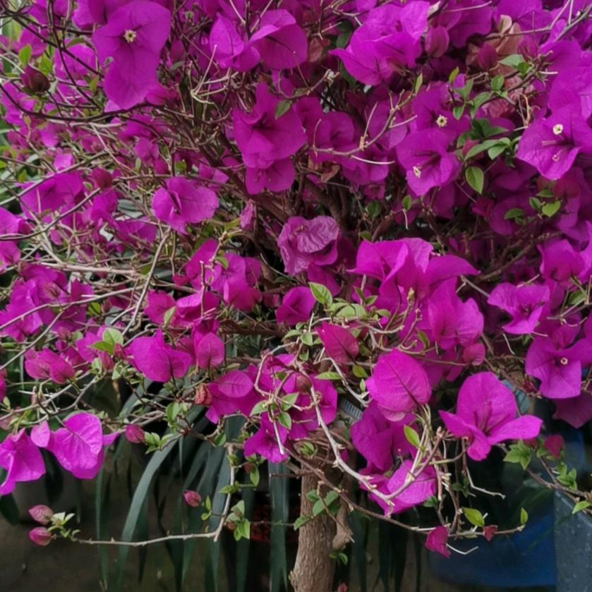 内丘县煜塔苗木！煜塔花卉！