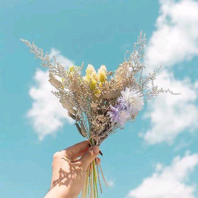 🌸菇凉