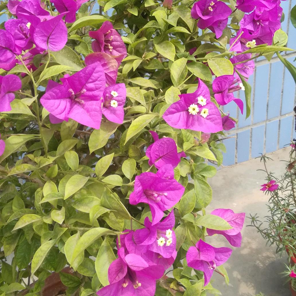 芹