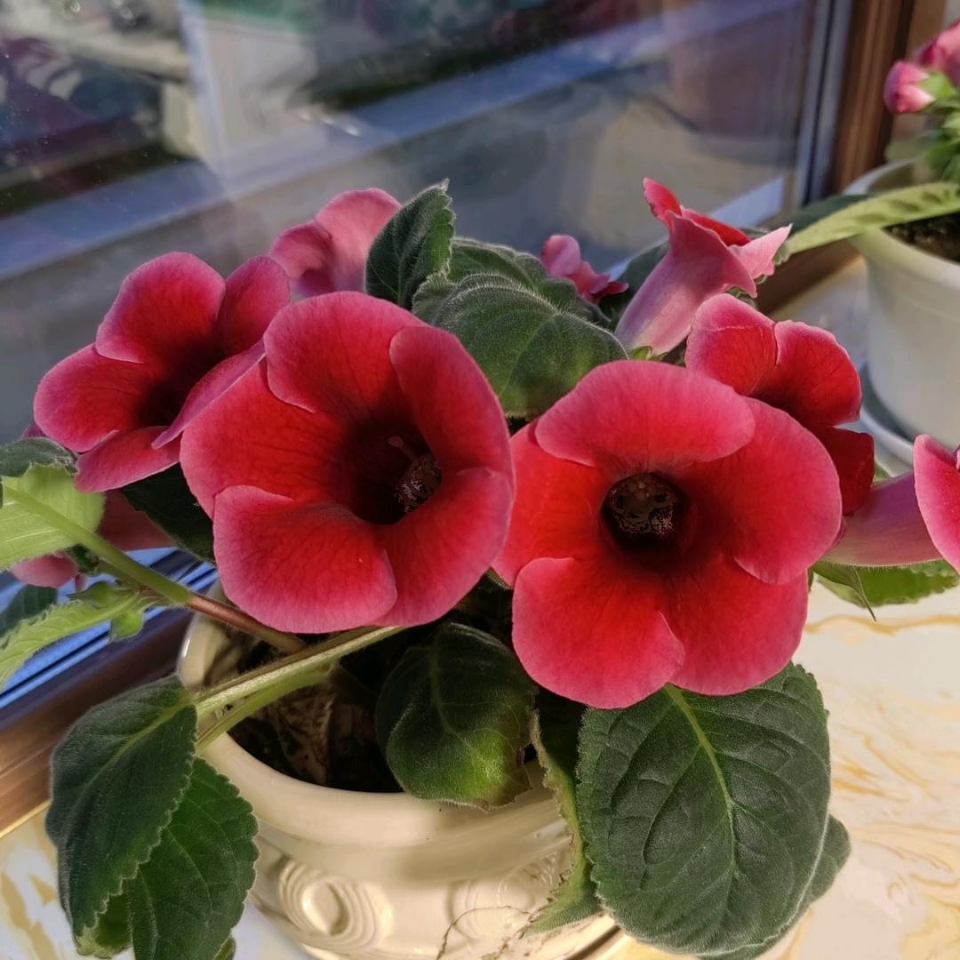小芬