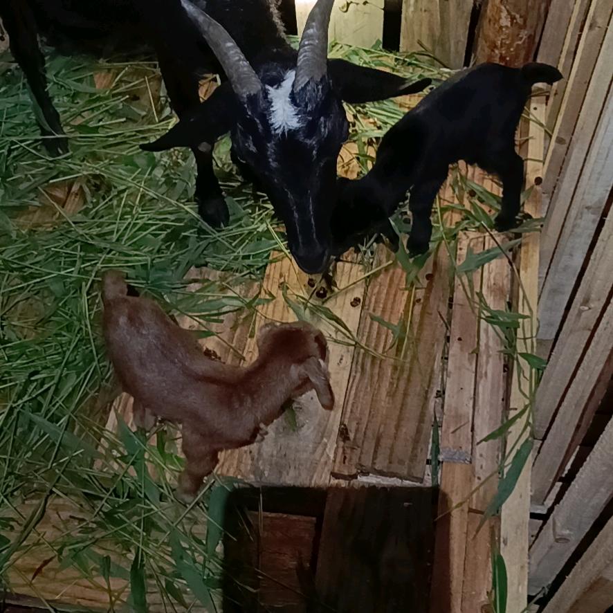 放黑山羊和藏香猪（生态养殖）