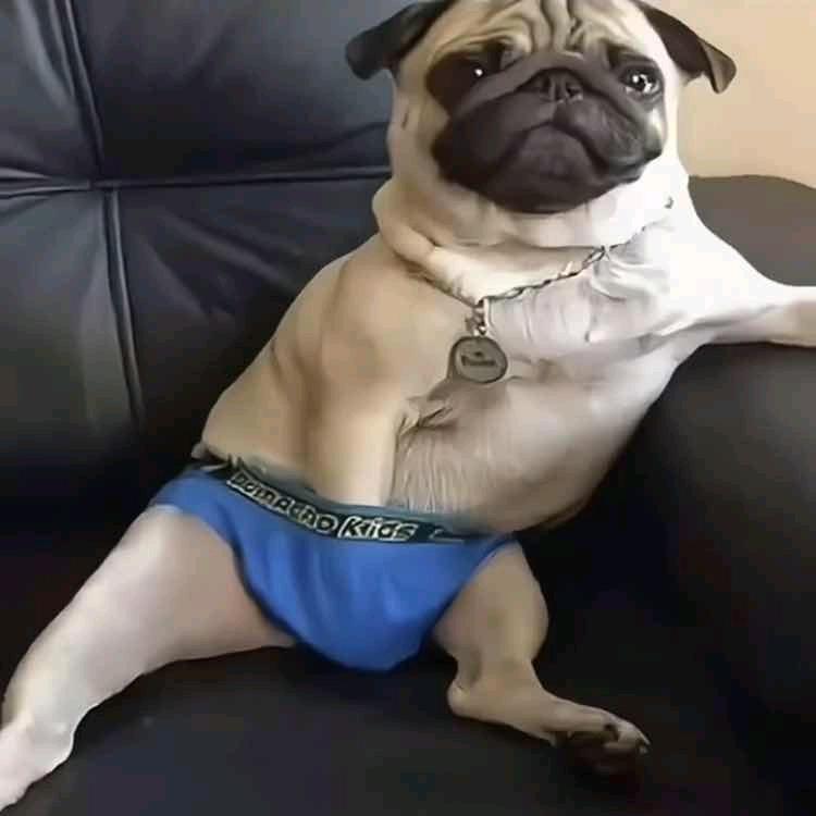 舔🐶