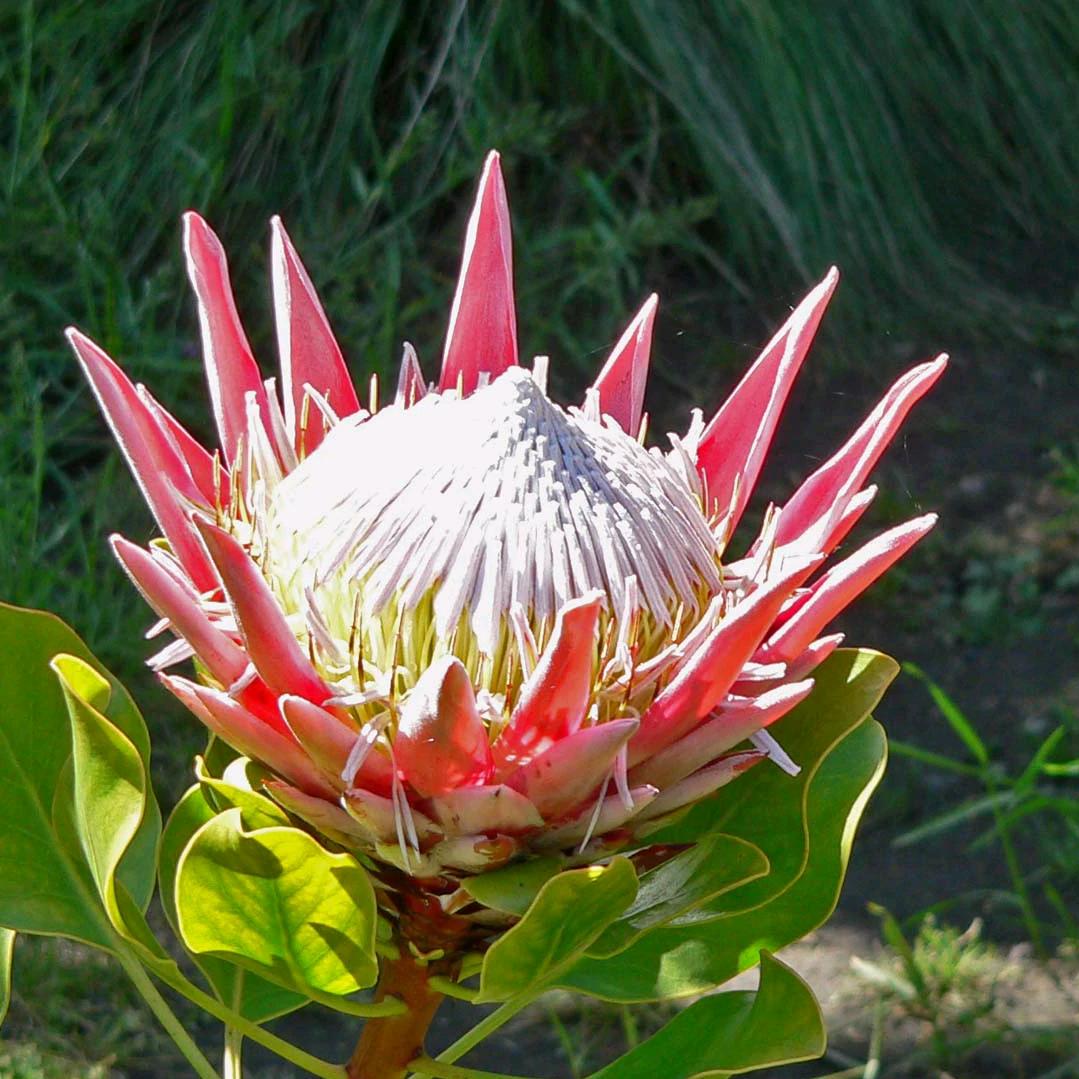 菩提花开