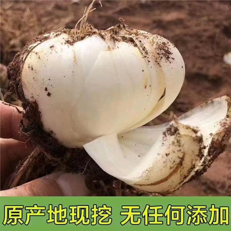 风中的百合