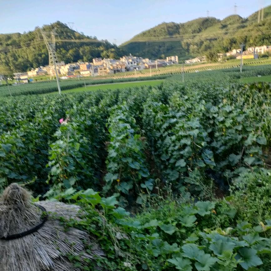 酒零後☔🥒🎄种菜小哥🐮蔬菜代办