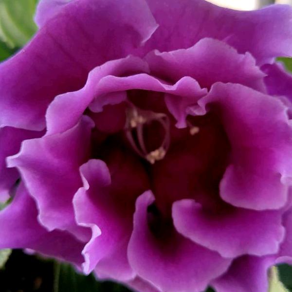 雨儿（手机摄影）