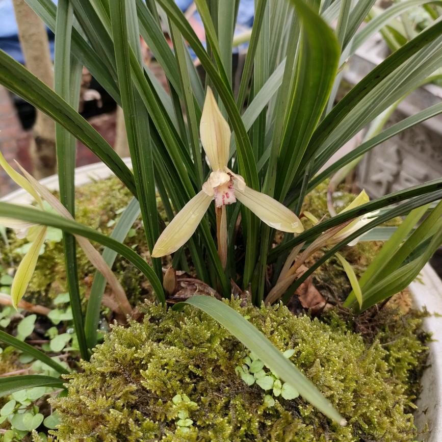 蜘蛛侠