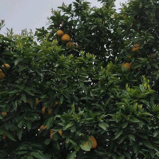 鄱阳湖