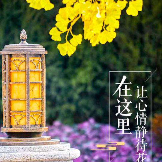 菊