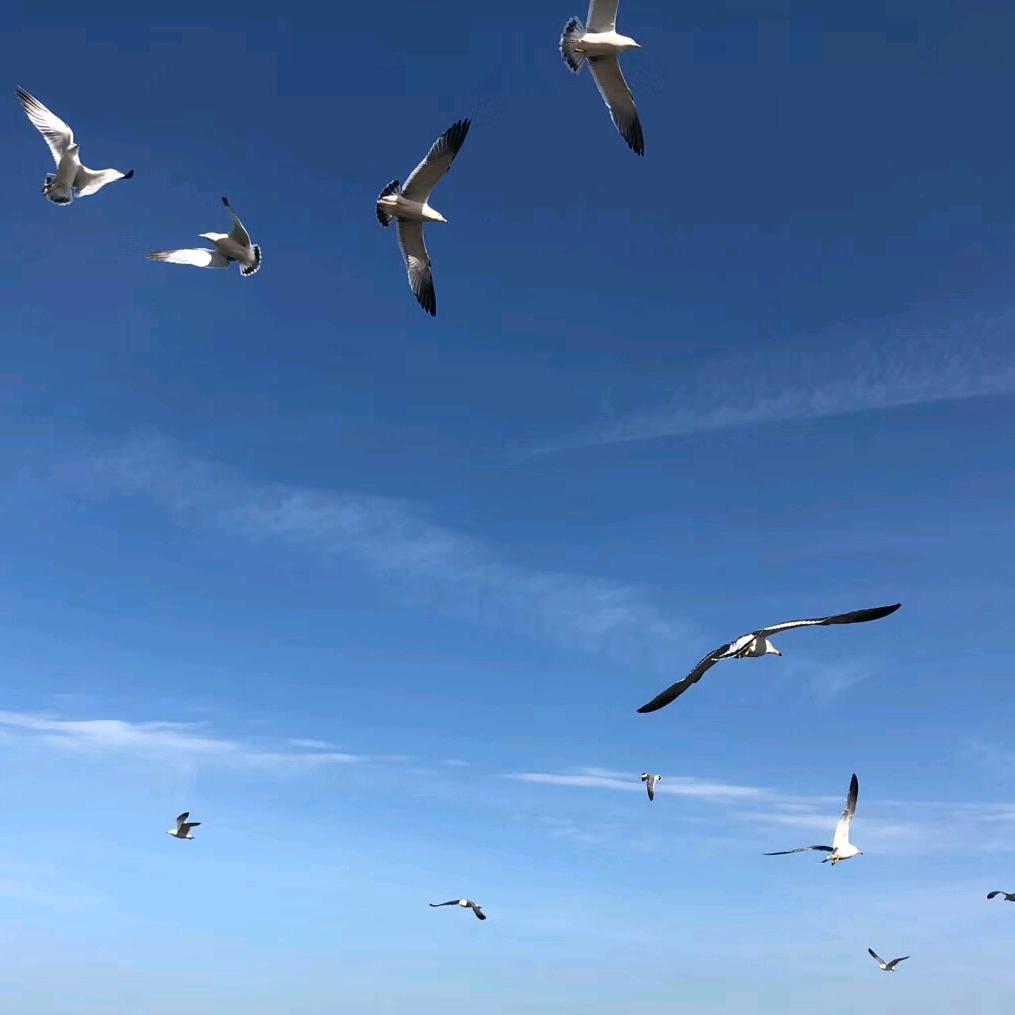 一帆风顺