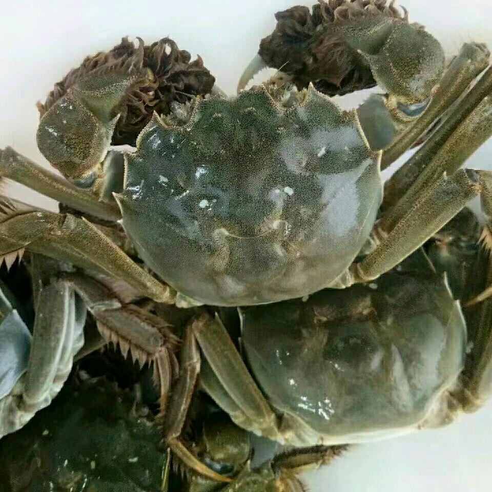 高渡大闸蟹