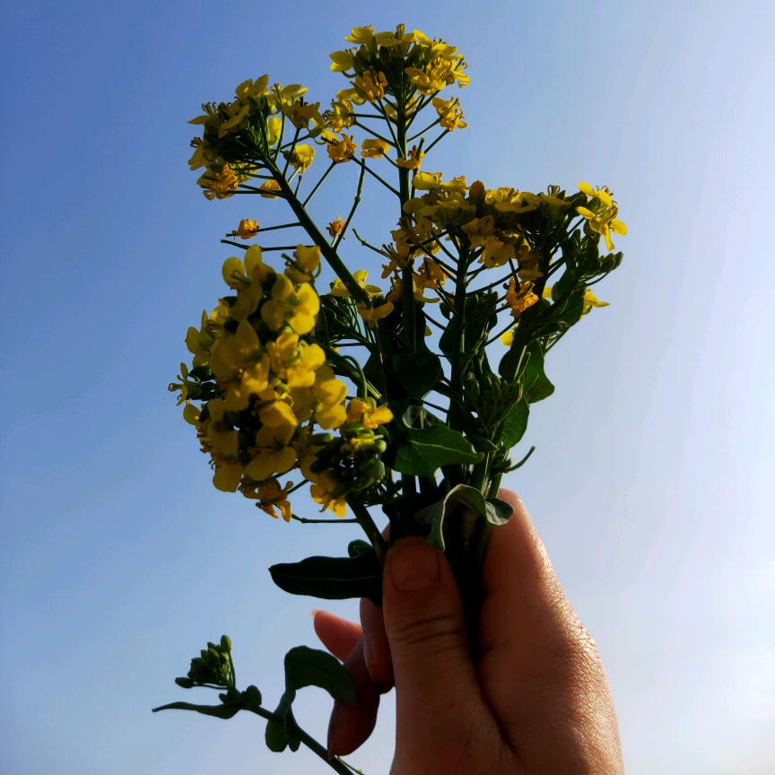 范花
