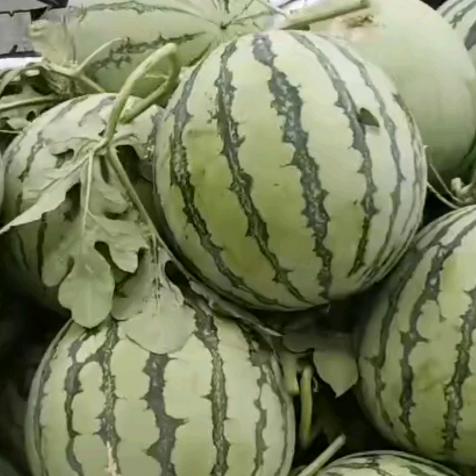 大西瓜：富园西瓜蔬菜育苗基地西瓜种植代办