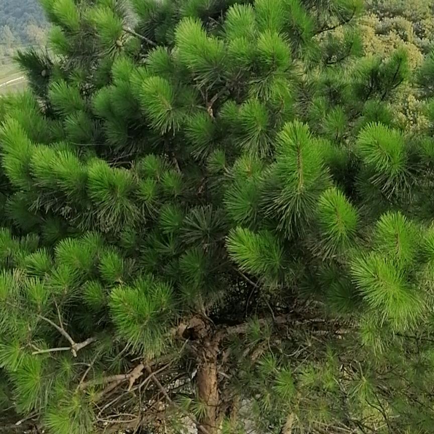 四季長青